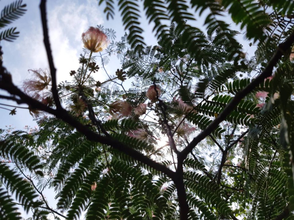 ねむの木の花3