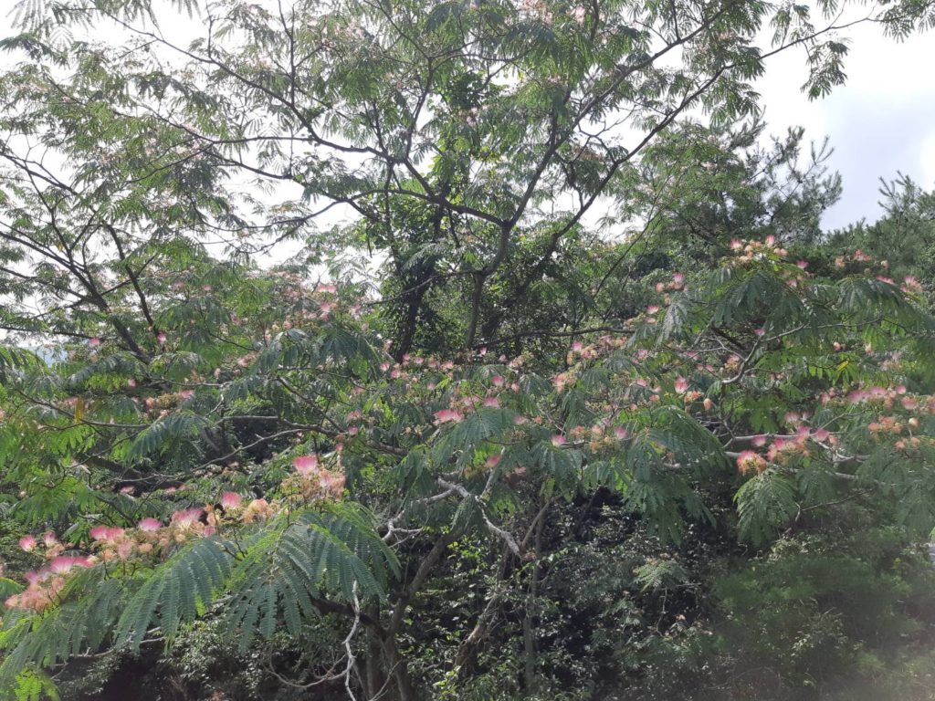 ねむの木の花2